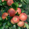 Apfel Topaz, Busch, Malus domestica