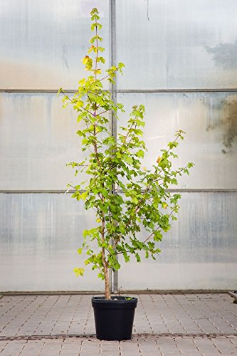Acer campestre – 100–125 cm im Topf 7,5 L – Winterhart, Mehrjährig, Pflegeleicht – Feldahorn – Heckenpflanze für Garten & Sichtschutz