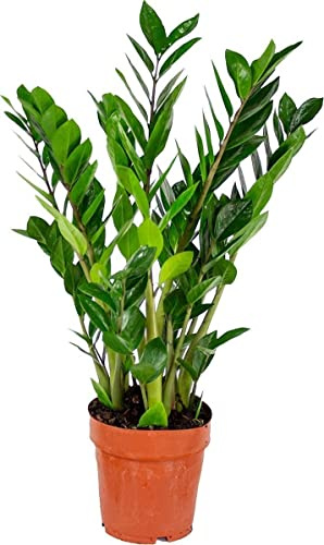 Zamioculcas Zamiifolia - Plantas Viva - DECOALIVE - Planta Natural para el Interior del Hogar