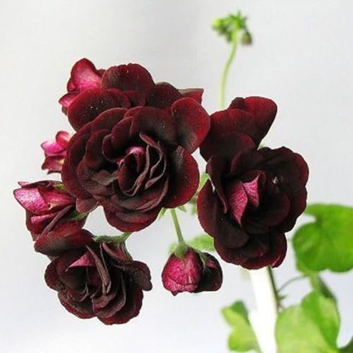 kiskick 20 Stück seltene Geranienblüten-Samen, Rosen-Pelargonium-Pflanze, mehrjährige Dekoration, Gartengeschenk für Männer, Frauen, Kinder
