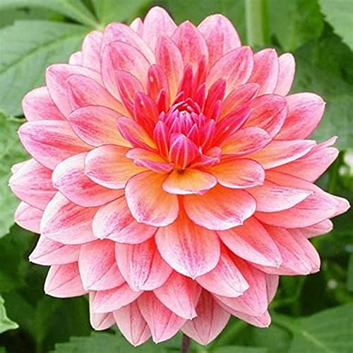 doble floración, multicolor de alto rendimiento. fácil de cuidar, larga floración, Dalia resistente al invierno, fácil de cultivar, 8bulbos-D