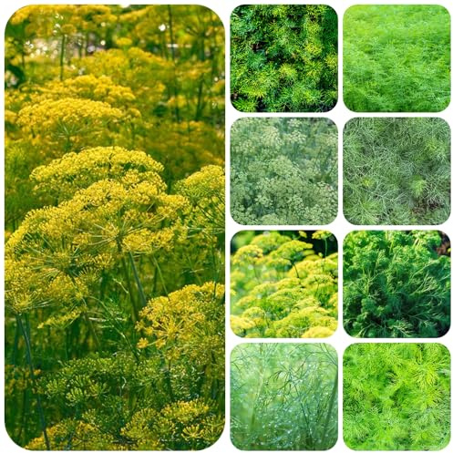 semi di aneto perenni resistenti - esotiche da giardino decorazione del balcone per la copertura 800pcs