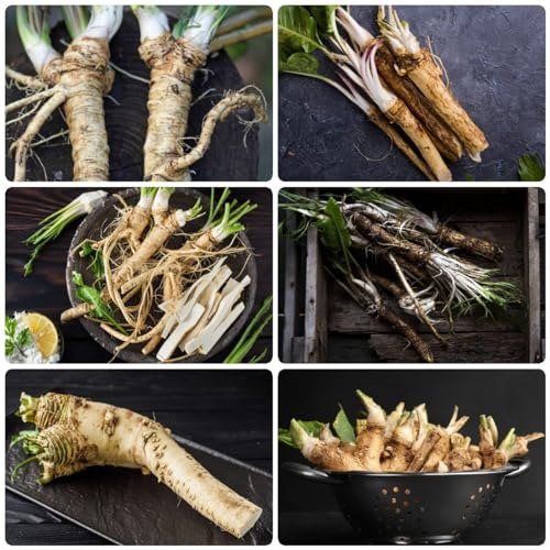 50 Pcs Meerrettich Frisch Samen - Gartenpflanzen Winterhart, Wildkräuter Samen Wintergemüse, Armoracia Rusticana, Bodendecker Winterhart Mehrjährig Stauden, Balkon Kräutergarten