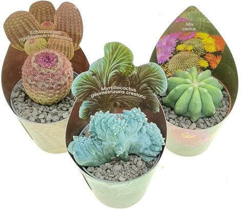 Set di 3 piante grasse vere in vasi diam. 6.5cm - Cactus mix