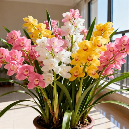 Orquídea Cymbidium Perenne y Resistente – Rizoma de Cymbidium – Decoración para Escritorio y Ventana-5 PCS-G