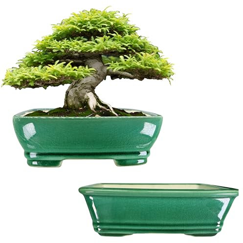 MUZHI Lot de 2 pots de fleurs rectangulaires en céramique émaillée avec bac d'humidité de 17,8 cm, vert et argile blanche, pour bonsaï et plantes succulentes avec trou de drainage