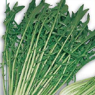 Semillas de Achicoria Catalogna Pugliese Cichorium 2000