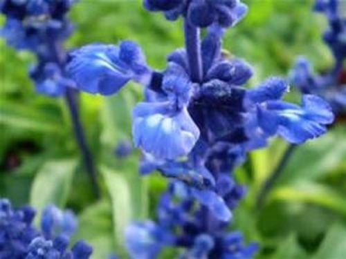 Salvia AzulSalvia farinacea 150 Semillas