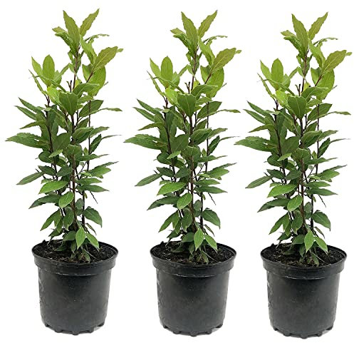 Árbol de Laurel Pack de 3 Unidades de Plantas de Laurel Naturales Laurus Nobilis