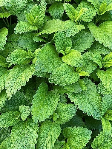 Peppermint Herb Plug Plants Grow Your Own Herbs 'Ready to Plant Now' Eco Friendly Packaging (3, Peppermint)