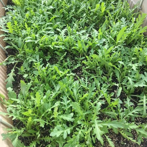rucola, rucolasamen gemüsepflanzen gartenkräuter nachhaltige geschenke gewächshaus balkon bio gemüsesamen alte sorten gartenpflanzen winterhart mehrjährig winterharte kübelpflanzen 60samen