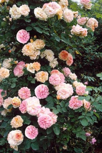Rosa 'Alchymist' - Kletterrose, apricot-gelbe Blüten, Blütezeit Juni-Juli, ideal für Spaliere, duftend, winterhart
