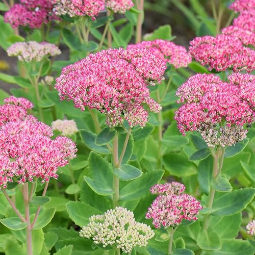 Bloomique - Juego de 3 – Sedum Otoño Alegría – Grasa – Plantas de jardín – Resistente – Altura 10-20 cm – Maceta 9 x 9 cm