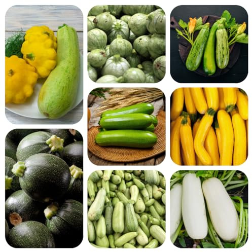 semillas de calabacín variedades antiguas, balcón, jardín, perenne resistente 50pcs