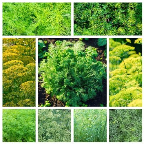 semi di aneto biologici, giardino per interno, resistenti all'esterno balcone, rare decorazioni per ufficio, 800pcs