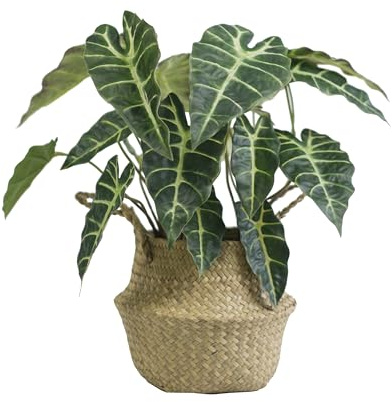 VerdantCharm Alocasia Plante Artificielle - 45,7 cm de Haut - Parfait pour décorer Les Salons, Les Chambres, Les salles à Manger, Les rebords de fenêtre