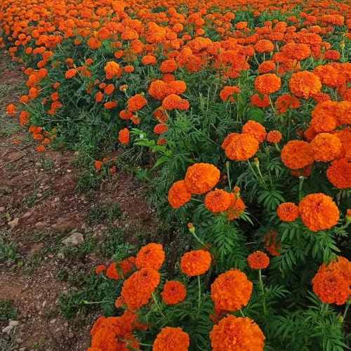semillas de caléndula orgánicas - tagetes - aromáticas, para el balcón, caléndula de caléndula de perennes, decoración 1000pcs