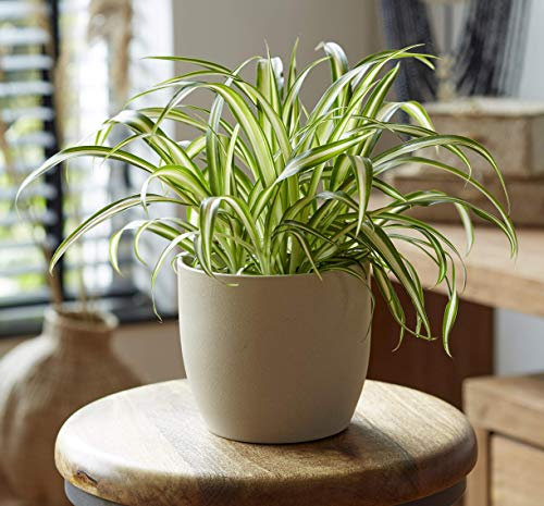 Plant Theory 20cm Variegatum Spider Plant Indoor Chlorophytum Comosum Houseplant 12cm Pot