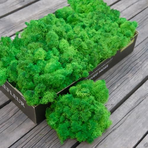 Prefleur Preserved Reindeer Craft Moss Natural Green DIY Kit Gardenning Art Wall Decor Florist Easter Table Decor Wedding Decor (0.85lb)(Green-14)