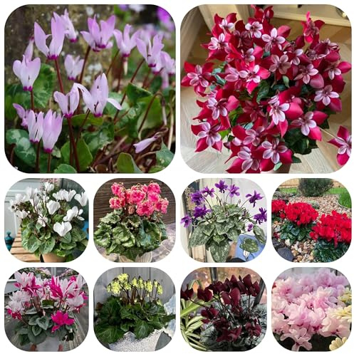 semi di ciclamino, ciclamino selvatici da balcone resistenti per il giardino da balcone perenni resistenti primaverile, 300pcs