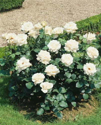 Rosa 'Kristall' - Edelrose, weiße Blüten, Blütezeit Juni-September, ideal für Beete und Kübel, duftend, winterhart