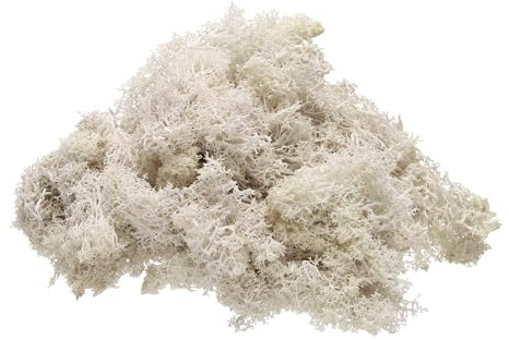QUARKZMAN Muschio di Renna Conservato, 4 OZ Muschio Finto Artigianato Muschio Secco Artificiale Decorazione Artigianato Terrari Piante Vaso Centrotavola Giardini Fate (Bianco Crema)