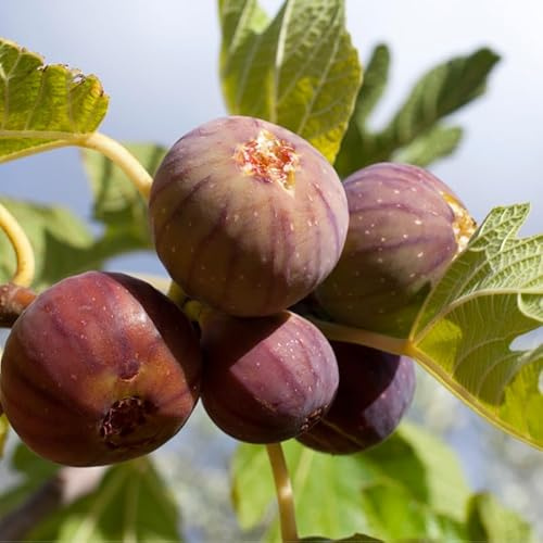 Figuier Rouge de Bordeaux - Ficus Carica Rouge De Bordeaux 50/60cm - Plante En Pot - Hauteur 2 à 3 m - Exposition Plein Soleil