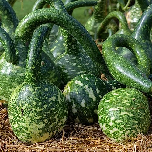 Zierkürbis Cobra Kalebasse Samen