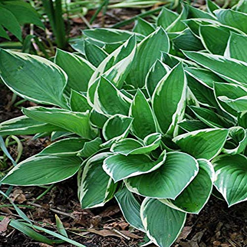 Perennial Farm Marketplace Hosta x 'Francee' (Plantain Lily) Perennial, Size-#1 Container, Dark Green Leaves with White Margins