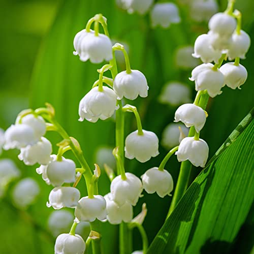 maiglöckchen zwiebeln winterhart mehrjährig, maiglöckchen pflanze blumenstrauß winterharte pflanzen für garten, balkon blumen stauden winterhart mehrjährig zierlauch zwiebeln - 12 Stück (Weiß)