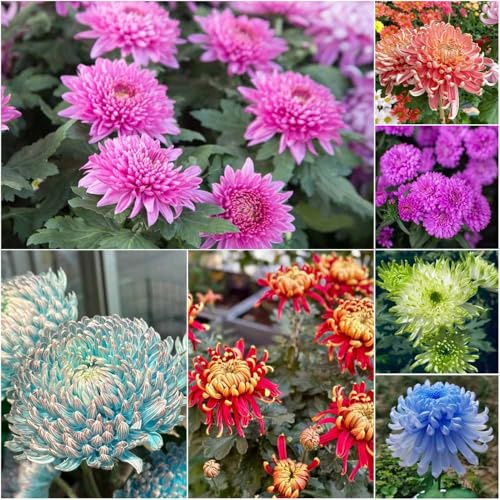 chrysanthemen winterhart - schattenpflanzen winterharte kübelpflanzen bienen wiese balkonpflanzen winterhart bonsai wildblumenwiese mehrjährig zimmerpflanze 90samen