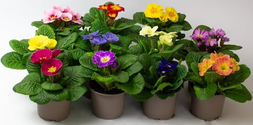 9 x Primula Acaulis – Primrose Plants Outdoor Garden Ready, Flowering Bedding Plant Garden Ready in 10.5cm pots, These are NOT Plug Plants (9)
