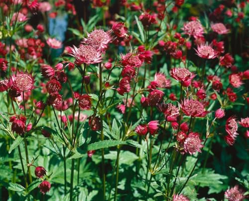 Astrantia major 'Hadspen Blood' 11x11 cm Topf – Winterhart, Mehrjährig, Pflegeleicht – Sterndolde – Staude für Beet & Garten