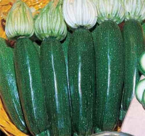 15 SEMI- ZUCCHINO NERO DI MILANO-BLACK BEAUTY  semi freschi