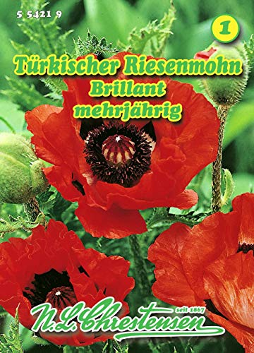 Papaver orientale, Türkischer Riesenmohn, Brillant hellrot N.L.Chrestensen
