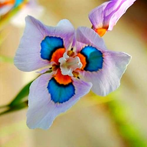 Iriszwiebeln. Einfach zu allen Jahreszeiten zu züchten. Kälte- und trockenheitsresistent. Kann im Garten oder draußen gepflanzt werden.-8 zwiebeln-B