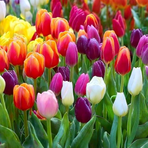 10 Bulbi di Tulipano TRIONFO in miscuglio | Bulbi provenienti dai migliori produttori Olandesi | Esclusiva selezione e controllo qualità | Fioritura garantita dal primo anno.