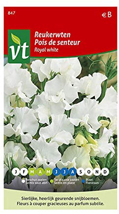 Pois de senteur Royal white Graines - Plante grimpante à fleurs au parfum très agréable