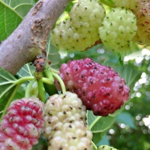 Gelso Sangue e Latte Morus – Pianta da Frutto a Foglia Caduca – Frutti Bianchi e Rosa Dolce – Albero Ornamentale da Giardino o Vaso – Autofertile – FOTO REALI