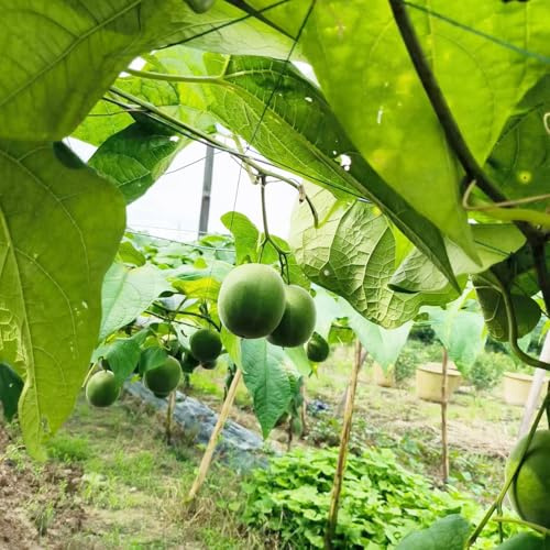 Semillas de frutos de Siraitia Grosvenorii, semillas de plantas de interior Plantas resistentes para el jardín Cama elevada para balcón alta tasa de germinación plantas en macetas 8pcs