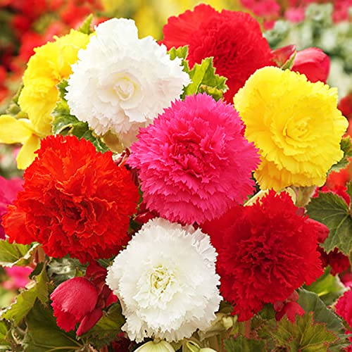 Collection de bulbes de bégonias, 5 bulbes de bégonias de Hollande, Véritables plantes de bégonias (pas de graines et pas artificielles) Plantes vivaces pour pots et balcons, pas résistantes au froid