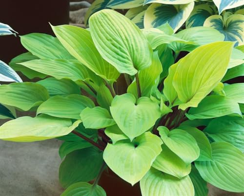 Hosta 'Fire Island' 9x9 cm Topf – Winterhart, Mehrjährig, Pflegeleicht – Funkie – Staude für Schattenbeet & Kübel