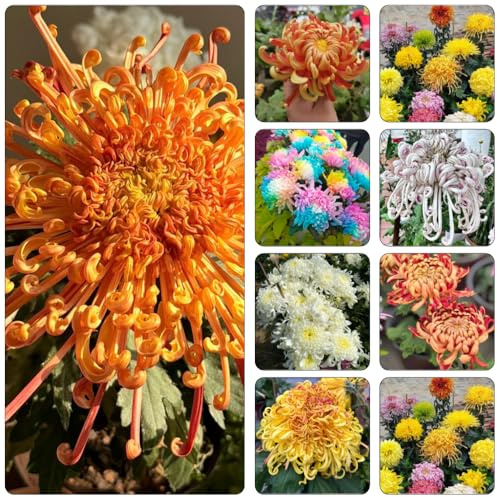 chrysanthemen pflanzendeko blumenwiesensaat chrysantheme extrem winterharte kübelpflanzen balkon deko exotische zimmerpflanzen indoor garten wildkräuter gartendeko für draußen 1200samen