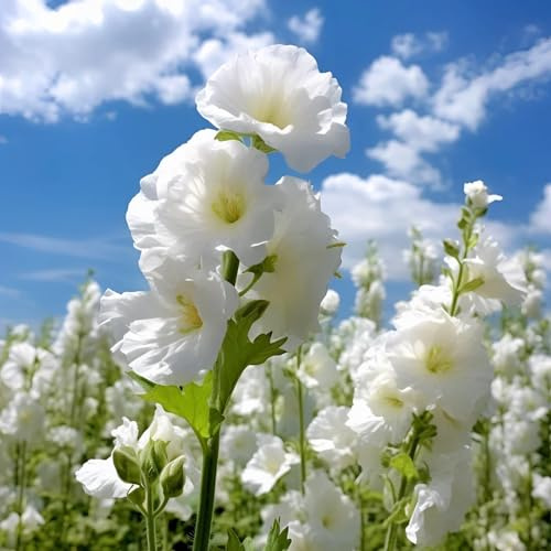 stockrosensamen, bodendecker winterhart mehrjährig gartenblumen kübelpflanzen steingartenpflanzen 300pcs