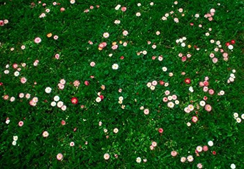 2 kg Daisy & Clover Heritage Lawn Grass Seed Cottage Garden Hard Wearing 2kg
