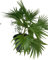 Livistona Chinensis o Ventaglio cinese o Palma fontana, Pianta ornamentale da esterno prodotta da Vivai del Sole vaso diametro cm 45
