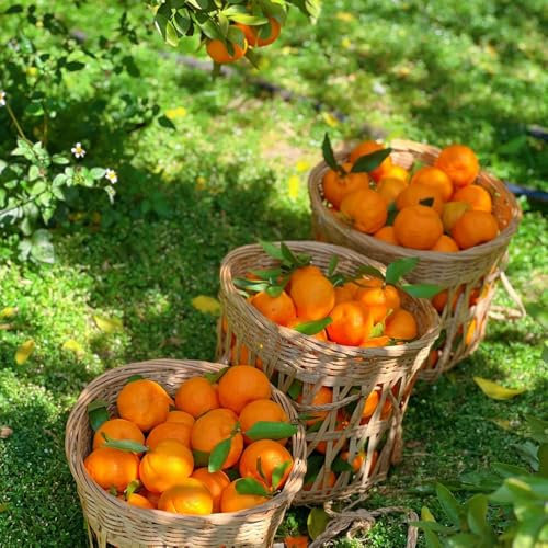 Orangenbaum Winterhart Samen, obstbäume, säulenobst Mandarinenbaum Samen, obstsamen & -pflanzen obst samen balkon obst samen, frisches obst balkonpflanzen winterhart obstbaum, bonsai 500pcs