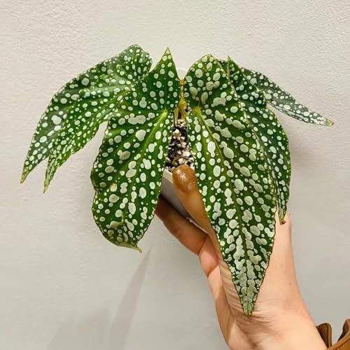 Forellenbegonie Pflanze Samen - samen alte sorten Begonia maculata, balkonpflanzen winterhart mehrjährig büropflanzen, zimmerpflanzen indoor plants for living room grünpflanzen, 100pcs