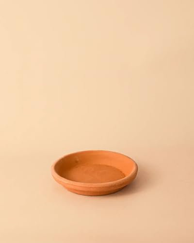 Pur Plant Plato de Maceta Terracota 14 cm | Interior y Exterior