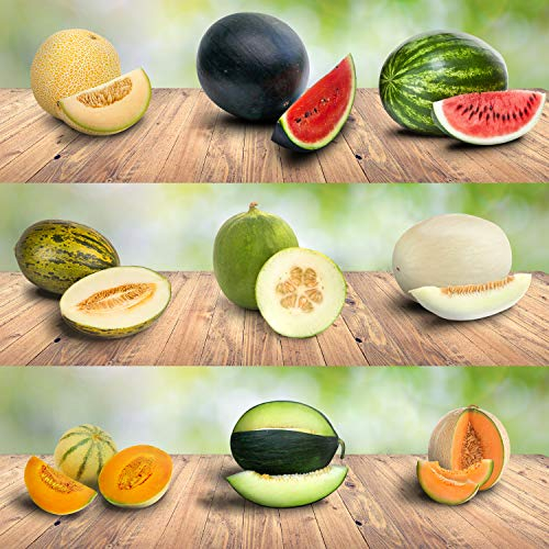 Prademir – Melonensamen Set aus 9 seltenen & leckeren Sorten – 200x frische Melonen Samen mit hoher Keimrate – Melonen Saatgut handverlesen aus Portugal – 100% Natursamen ohne Chemie